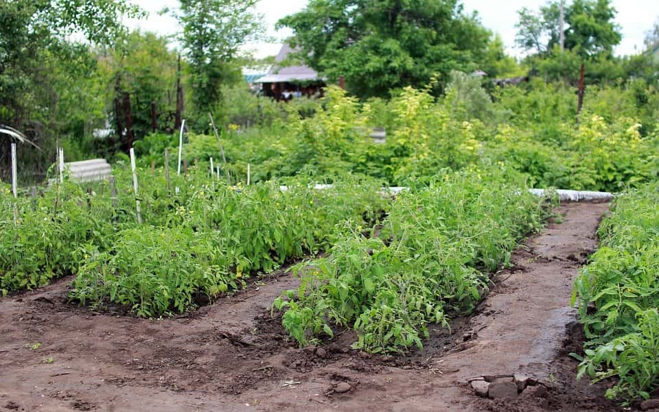 How do I prepare to plant a vegetable garden