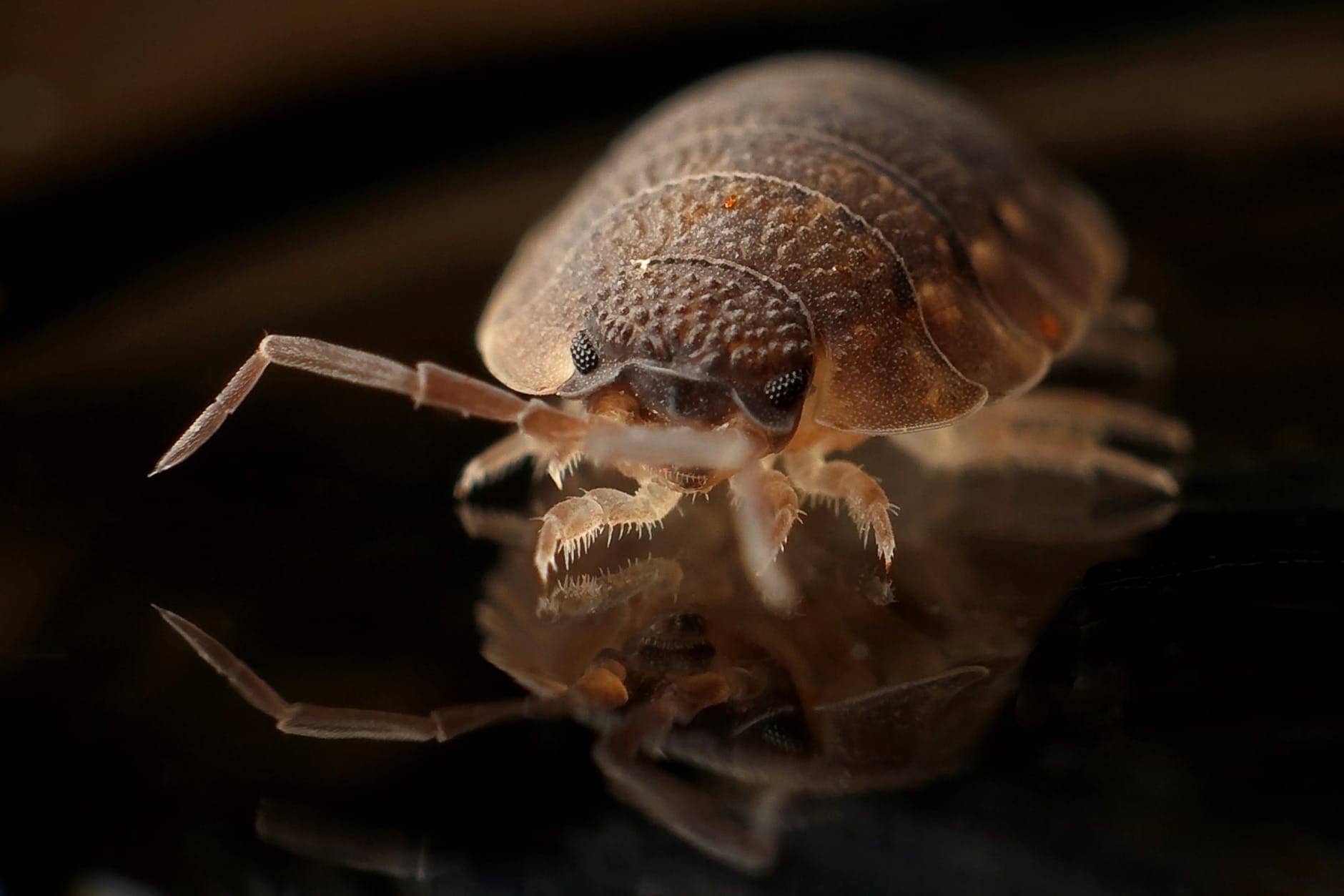 How long can bed bugs live without food supply