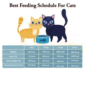 cats best feeding schedule