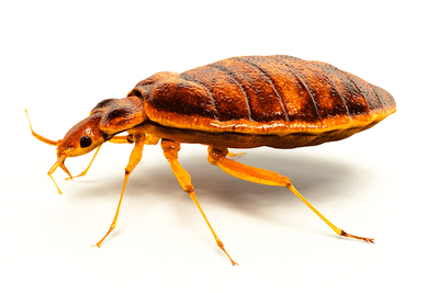 Get Rid of Bed Bugs home Remedies