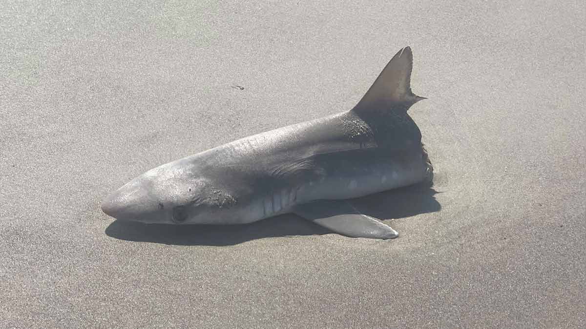 Shark Found Sliced in Half On a Beach - Scoopworm