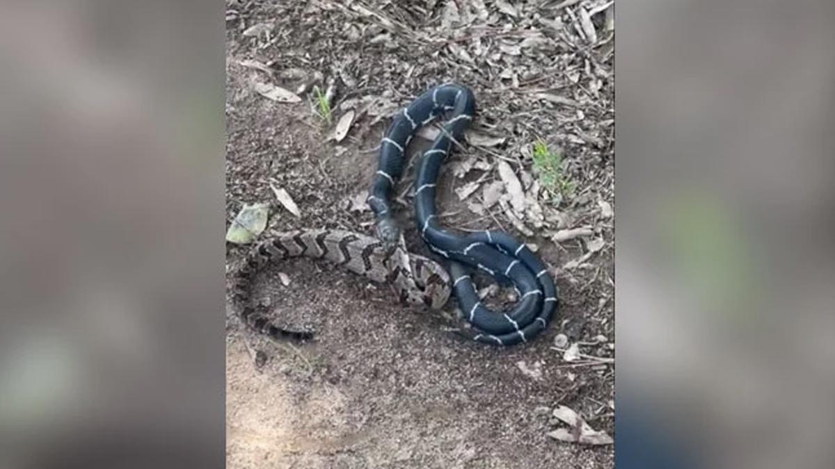 Video of a Snake Eating a Larger Snake