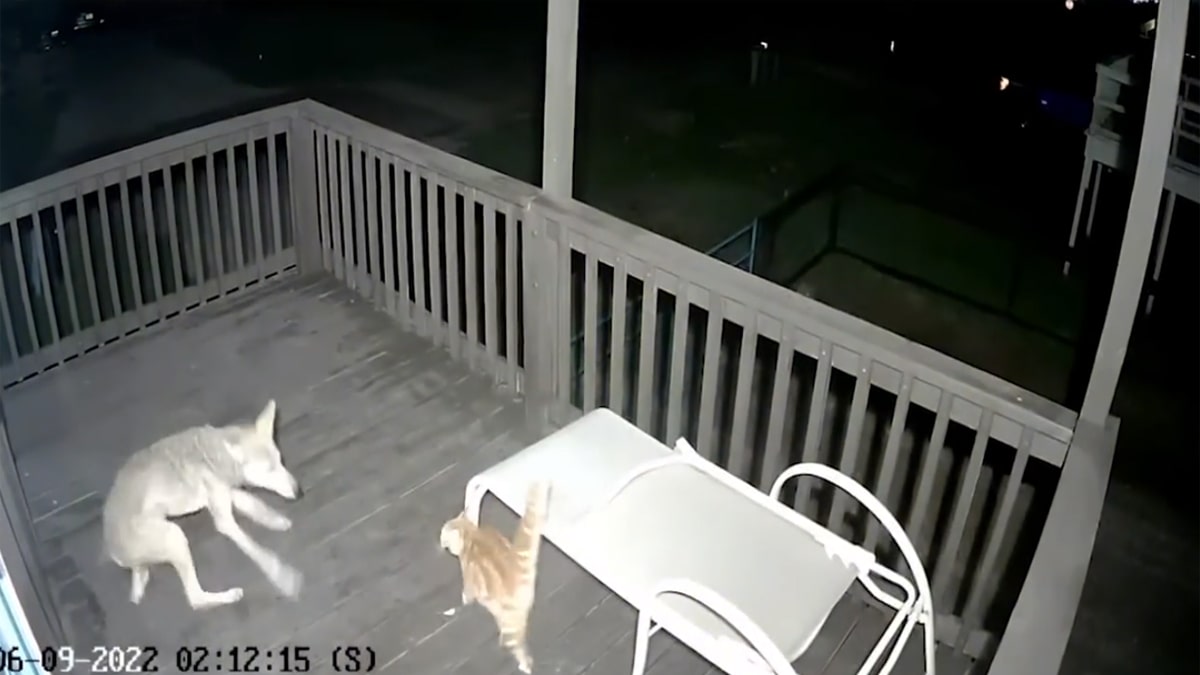 A Cat Miraculously Escaped a Coyote Attack