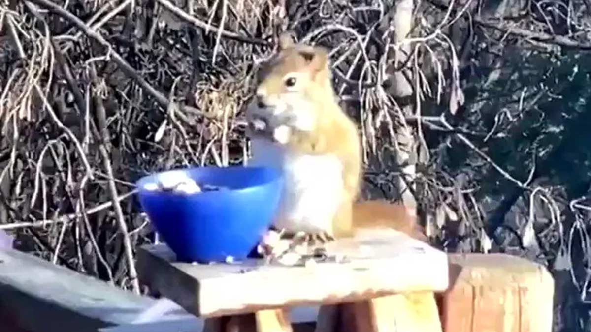 Squirrel Gets Drunk After Eating Fermented Pears