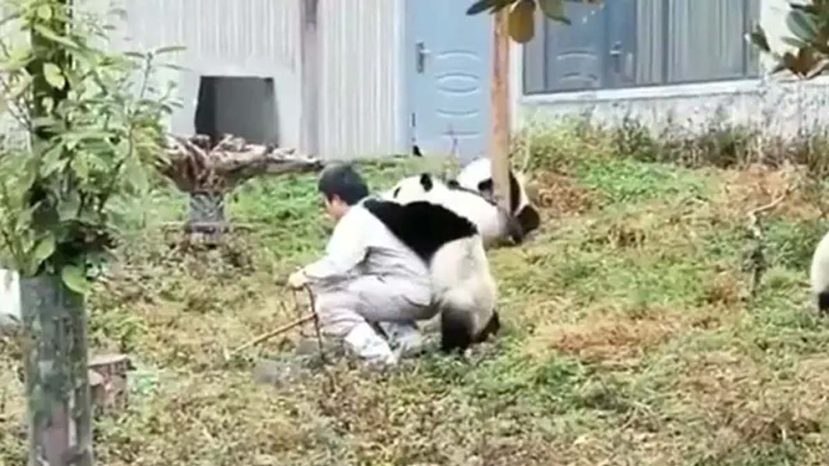 Trending Video About a Panda Caretaker's Day