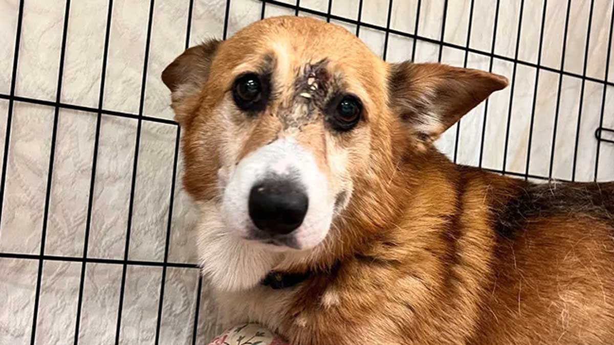 Dog in the US Survives Mystically After Being Shot Between the Eyes