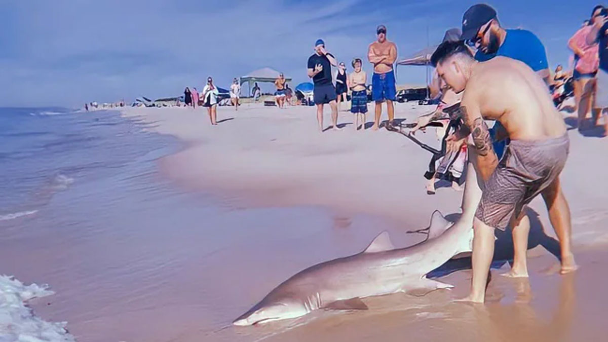 A Man Captures a Shark with His Bare Hands