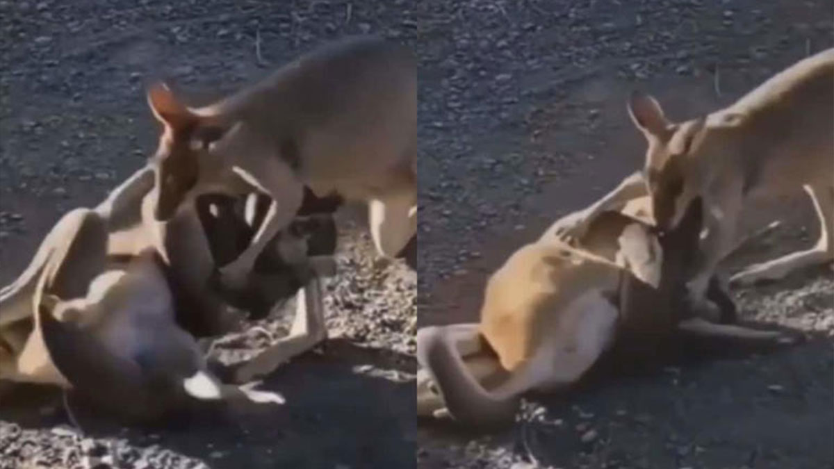 Kangaroo Arrives to Save His Mate