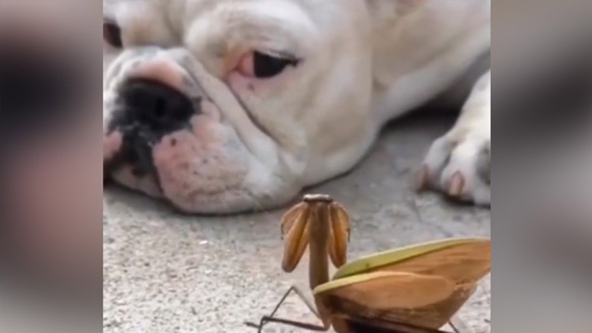 Mantis Attempts to Boost a Dog's Mood