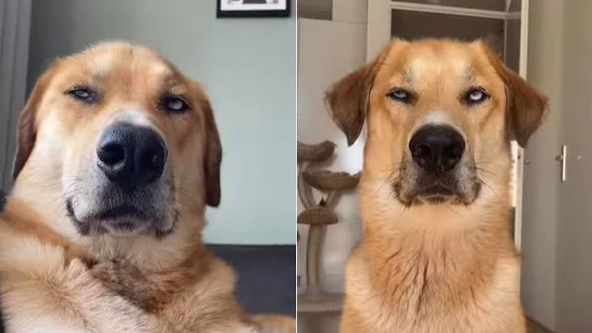 A Video of a Dog Rolling His Eyes at His Owner