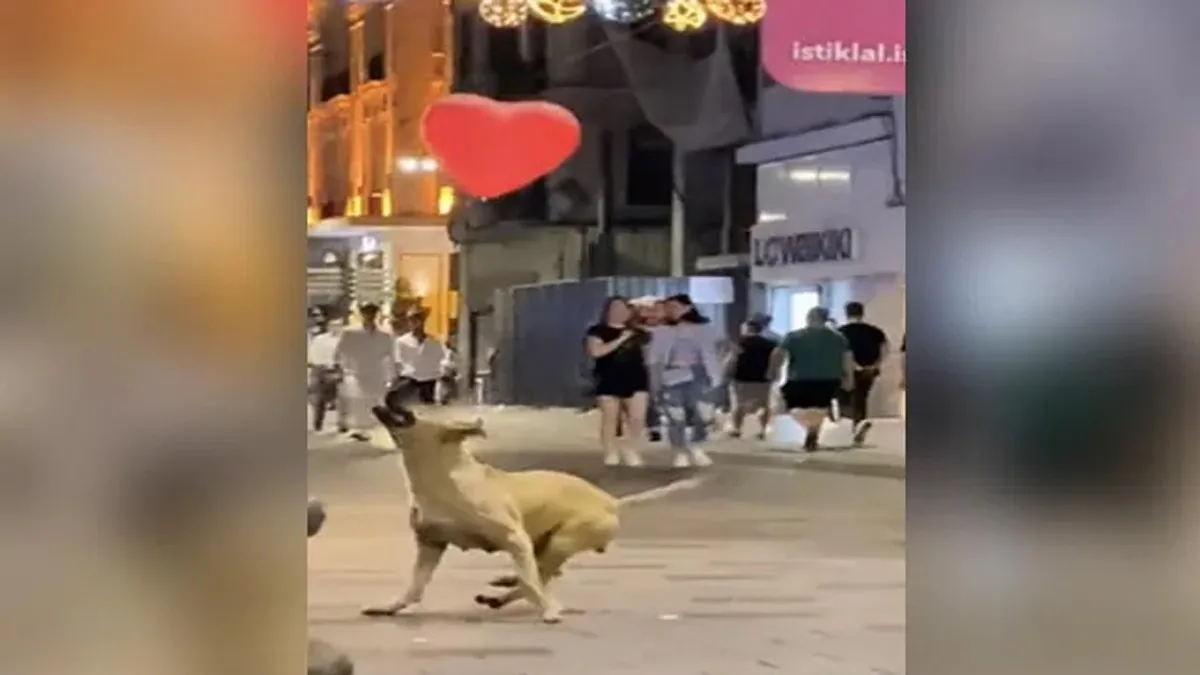 Dog Playing with Heart-Shaped Balloon On Turkish Streets