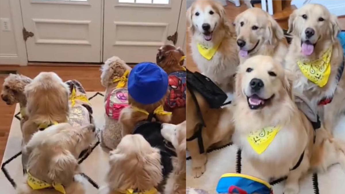 Adorable Video of Dogs Waiting for the School Bus