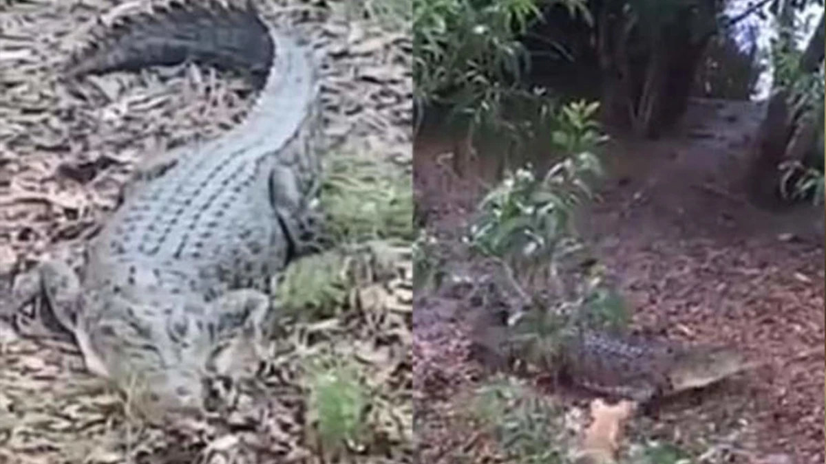 A Dog Runs After a Crocodile