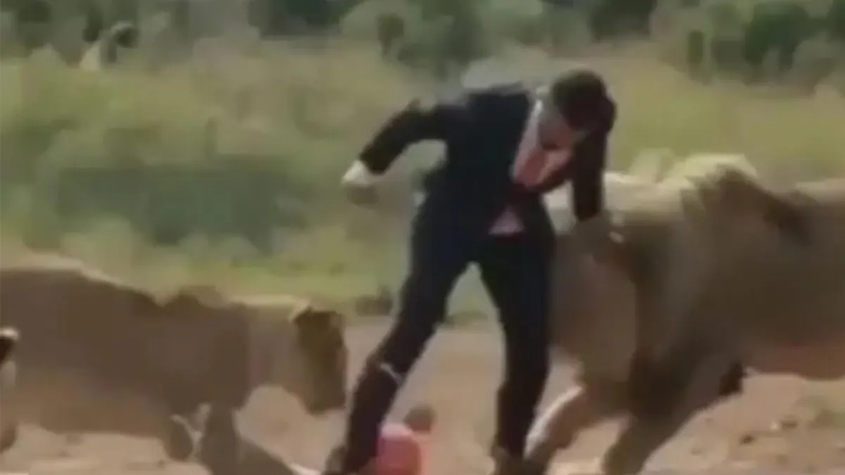 A Man Plays Football with Lions