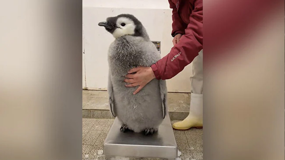 Baby Penguin's Struggle to Be Weighed