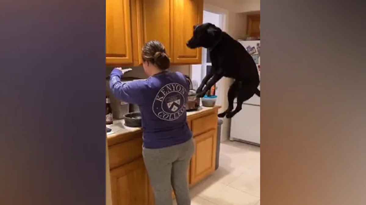 Dog Jumps in Excitement After Seeing Its Meal