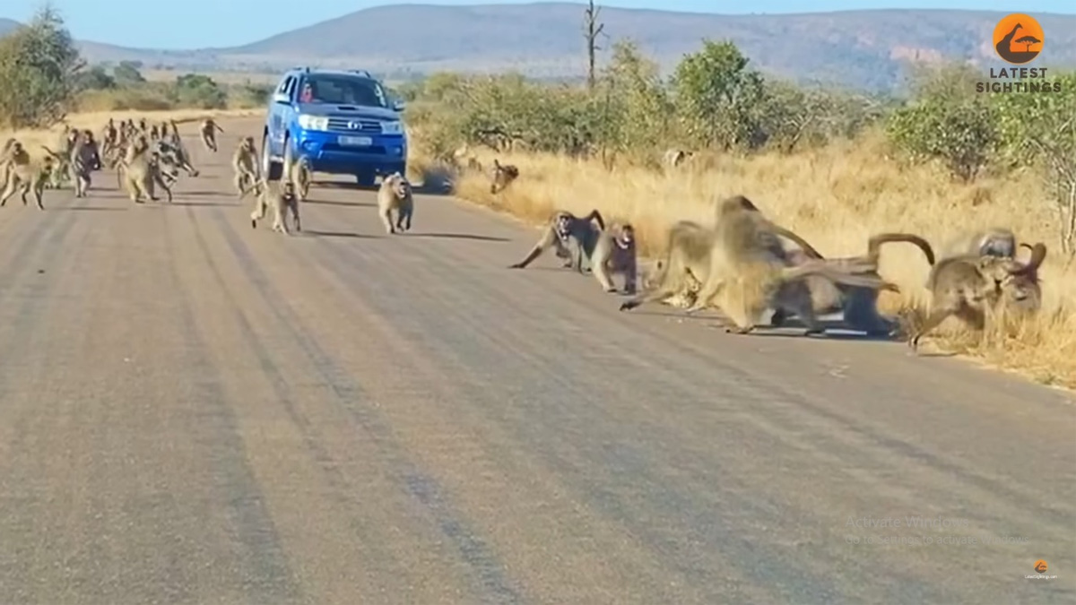 Baboons Attack a Leopard in The Middle of the Road