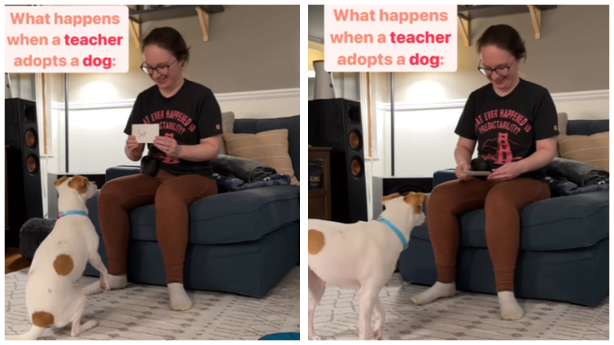 Dog Learns Incredible Tricks Through Flashcards