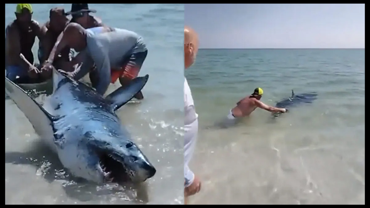 Americans at a Beach Force a Stranded Mako Shark Back into the Water