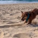 Dog Dancing While Making a Sand Art On the Beach