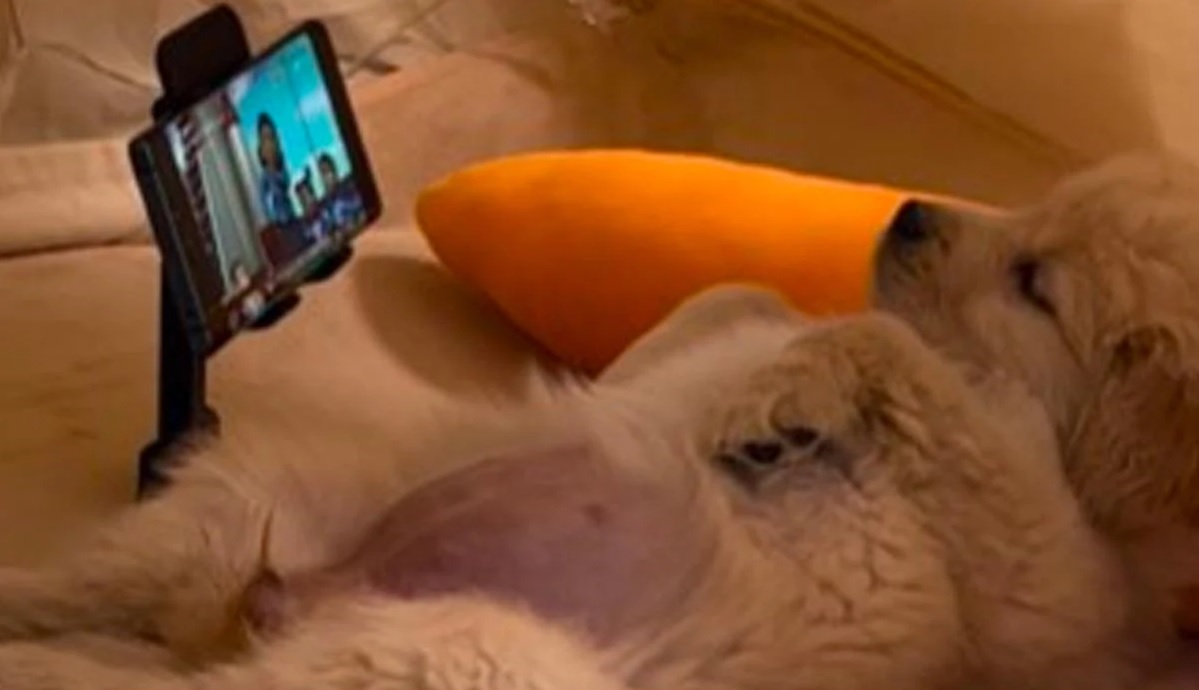 How our Phones are Ruining our Pets